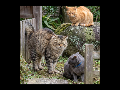 Rouges Lonners and Kiittypets Cat storge