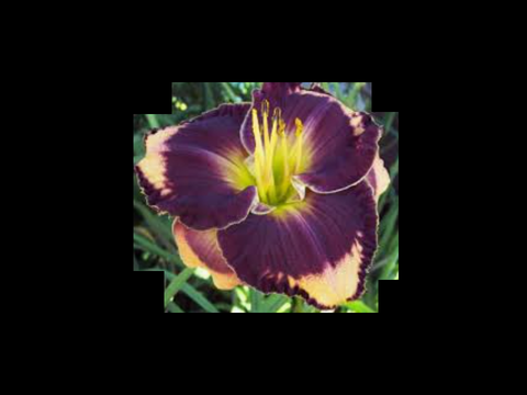 Daylily art!