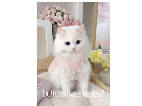 ୨୧ Who likes cats ୨୧