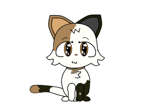 Cam the calico cat