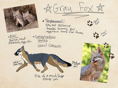 Gray fox info sheet
