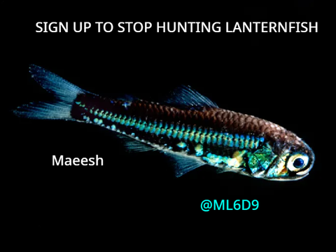 STOP HUNTING Lanternfish  remix