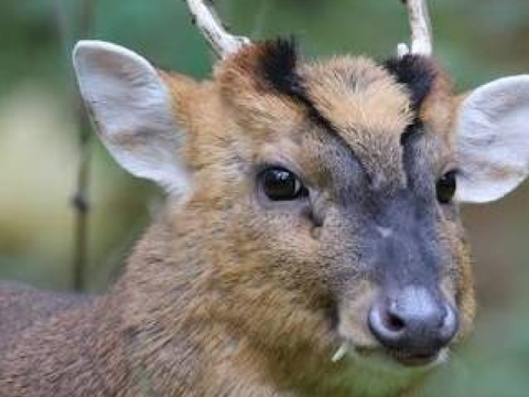 Funfacts about muntjac deers (SLIME RANT)