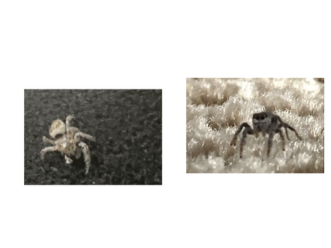 spiters