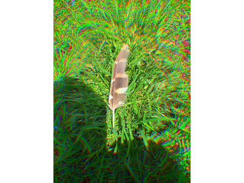 Feather