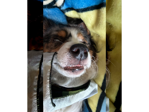 Glazing my Dogs III: Return of the Puppers