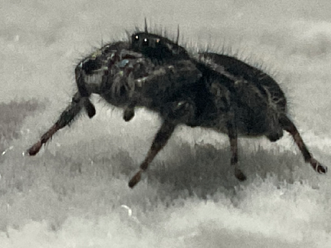 A Spooder after eating a giant mealworm