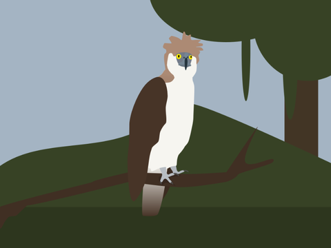 Philippine Eagle Vector
