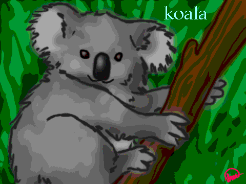 Koala Maci