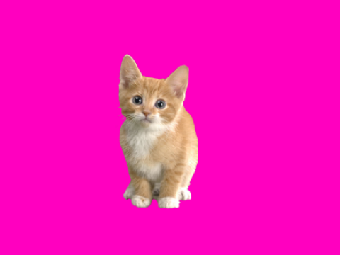 Kitten Mouse Trail
