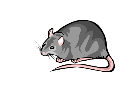 Rat-10
