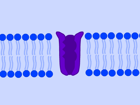 Osmosis Computer Model