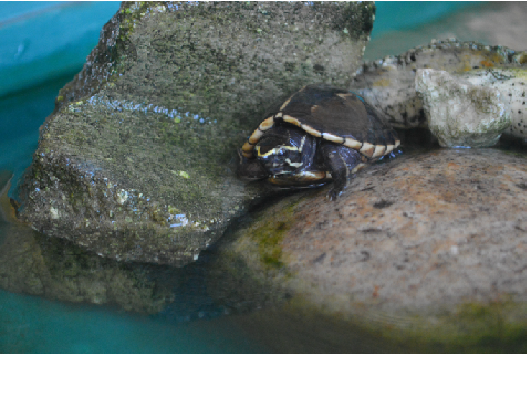 (RIP) ~Splash~ My pet turtle