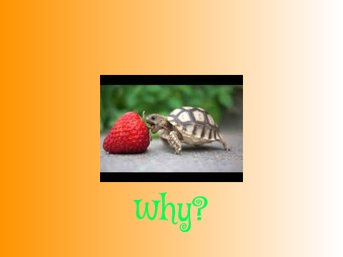 Why are turtles so great?