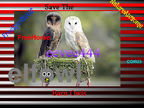 SIGN TO STOP BARN OWL HUNTING!!! remix remix remix remix