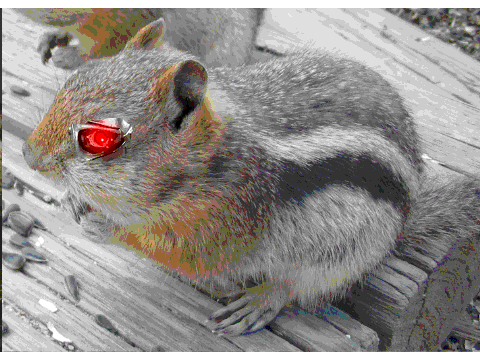 termanator chickmunk