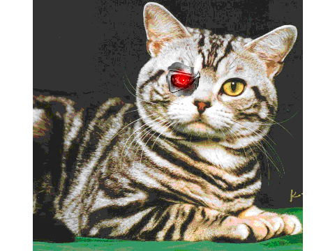 termanator cat