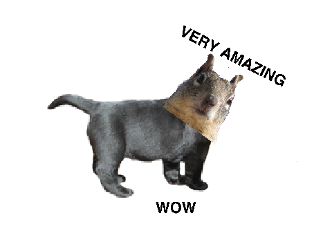 Amazing Squirrel Dog