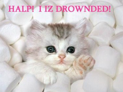 21 ADORABLE ANIMAL PICTURES!!!!!