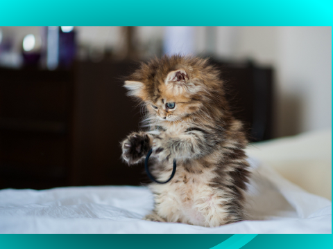 Cute Cat Pics remix-2