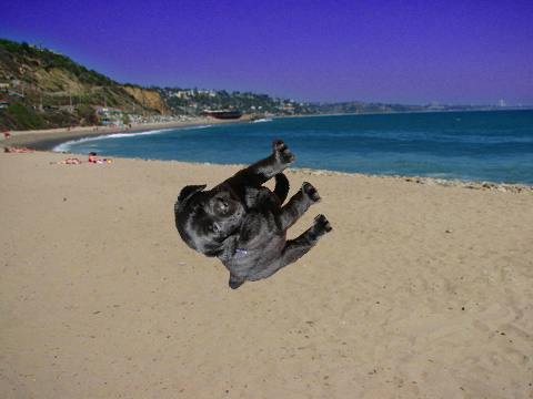 Dog at the Beach