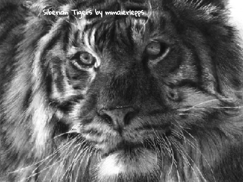 Siberian Tigers