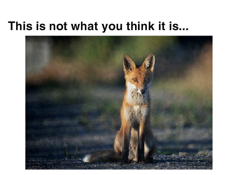 What Does The Fox Say Short Animation