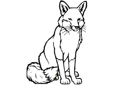 Fox CC (OPEN)