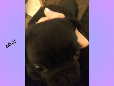 my new pug!
