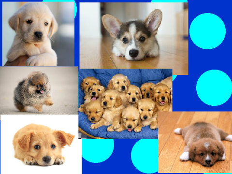 puppylove <3333