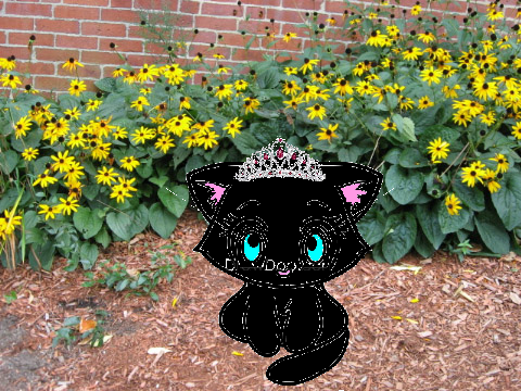 Cute Kitten CC!!! remix