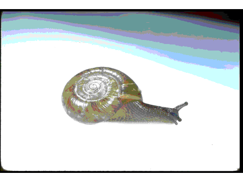 Snail Slide Show