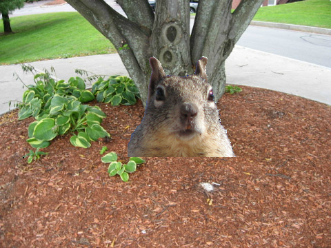 Squirel