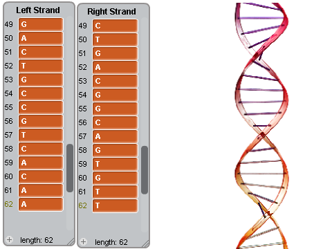 DNA Model
