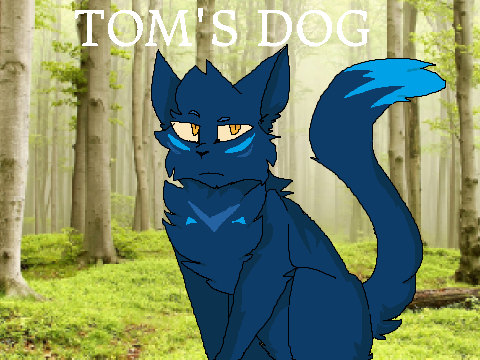 tom's dog | meme