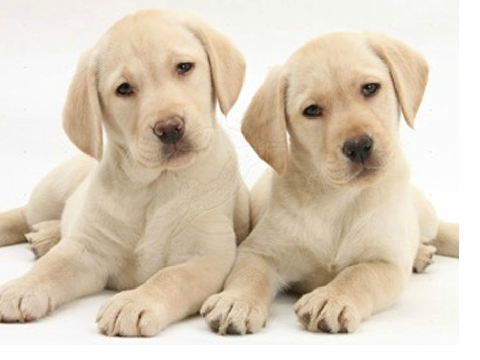 adopt a labrador!