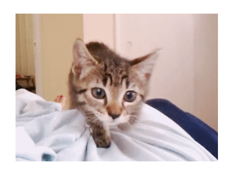 Cat Head butts Owner... OUCH