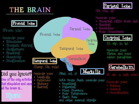  The Brain Poster