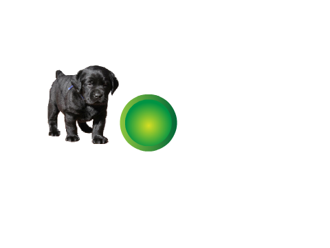 Fetch Doggy!