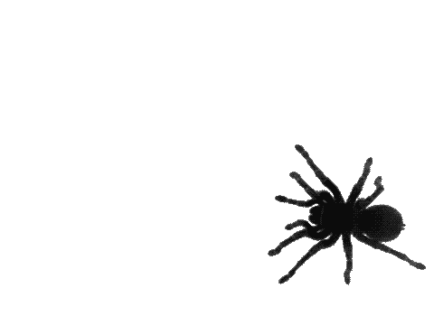 Creepy Spider Gif