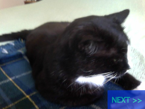 'The Cat'