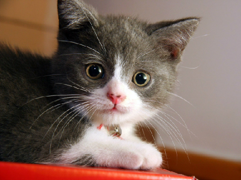 KITTY PICS