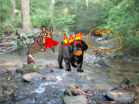 bat caches puppy on fire