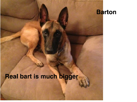 What My Dogs Look Like