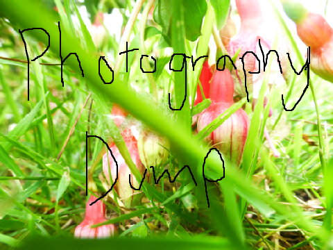 Photography dumpo