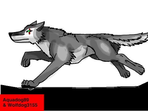 RUN, WOLF, RUN! 