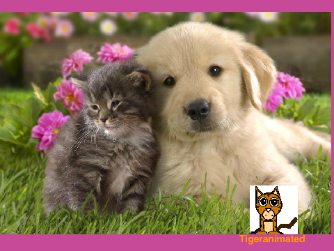 Sign Your Name If You Like Dogs or Cats