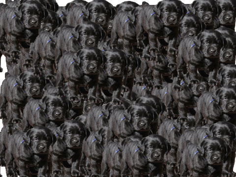 PUPPIES!!!!!!!