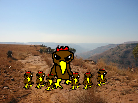 add yourself to my army of mini roosters
