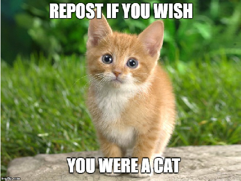 Repost If You Wish You Were A Cat! remix